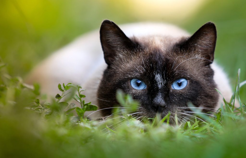 Kat in jachthouding met blauwe ogen