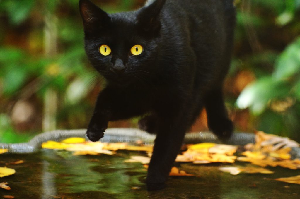 Zwart kat met gele ogen