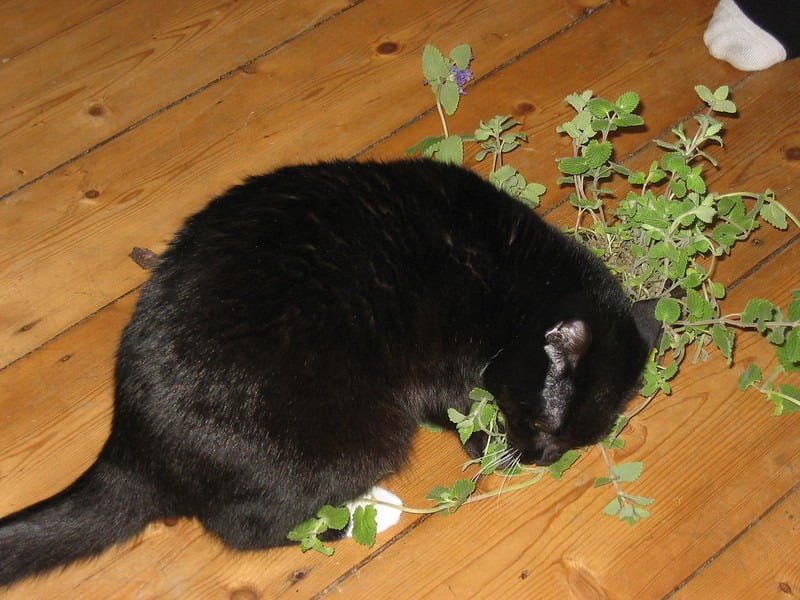 Kat met catnip struik