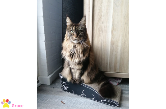 blog-fotos-10-1 - Kattenveertjes Magazine