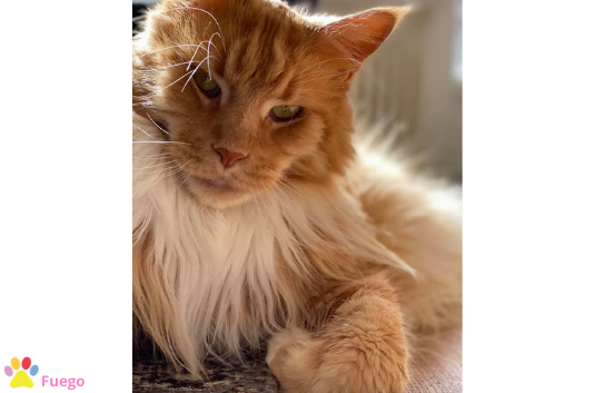 blog-fotos-9-1 - Kattenveertjes Magazine