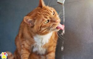 zomerblog kat drinkt uit de kraan