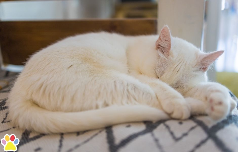 Slapende witte kat