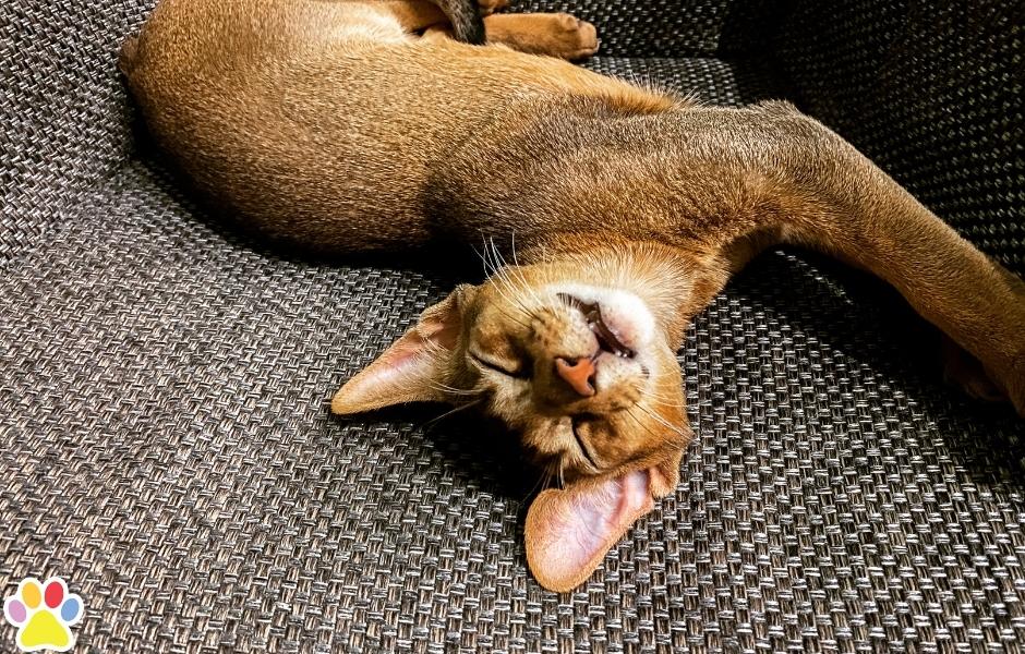 blog kattenras abessijn