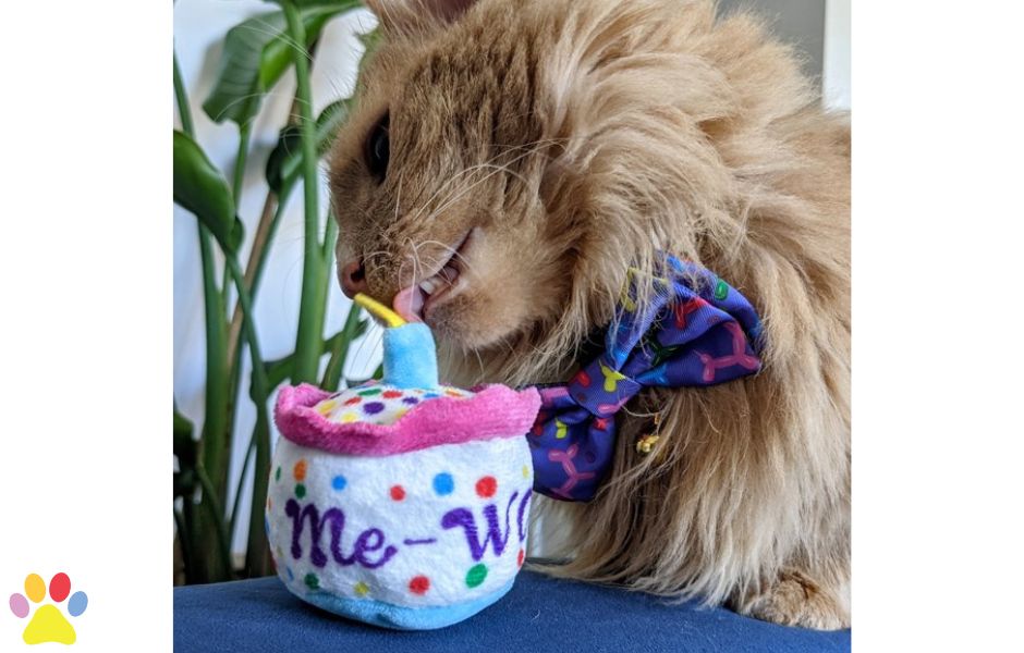 Kittybelles Meow Cake 1st.
