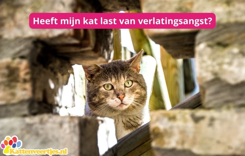 Heeft Mijn Kat Last Van Verlatingsangst Kattenveertjes