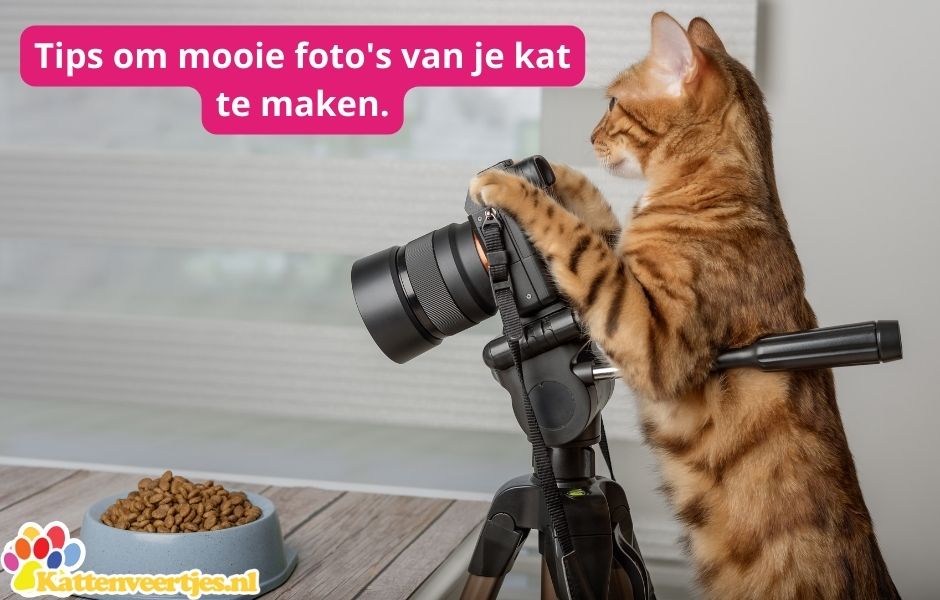 Tips om mooie foto's van je kat te maken.